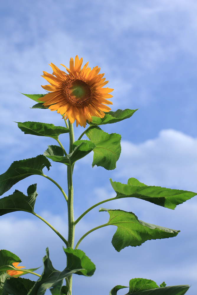 初夏のひまわり