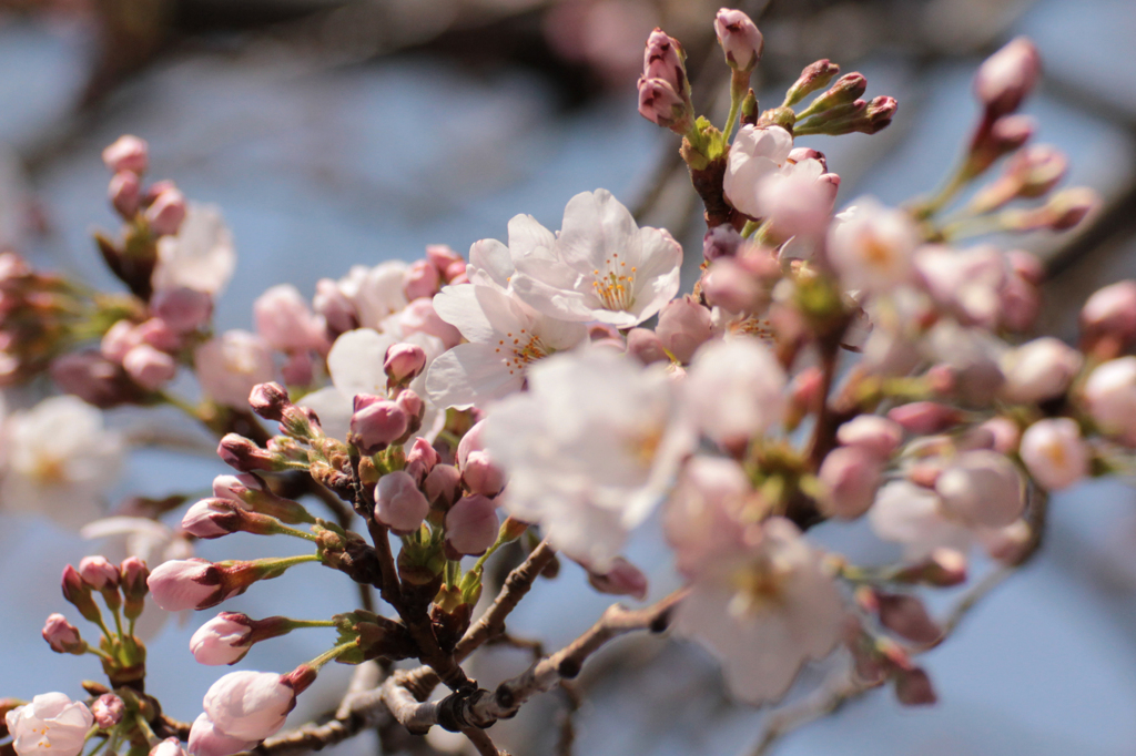 2012　桜　（ろ）