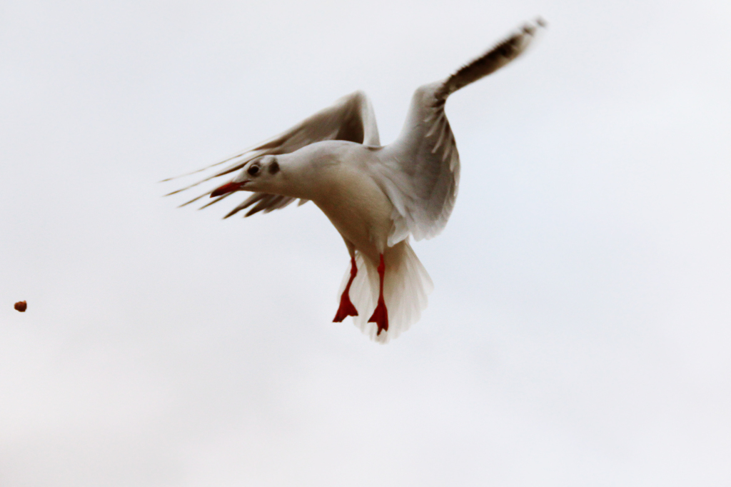 いただきます！