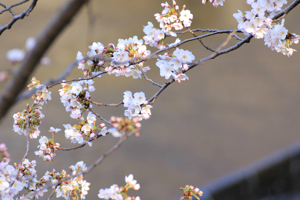 2012　桜　（ち）