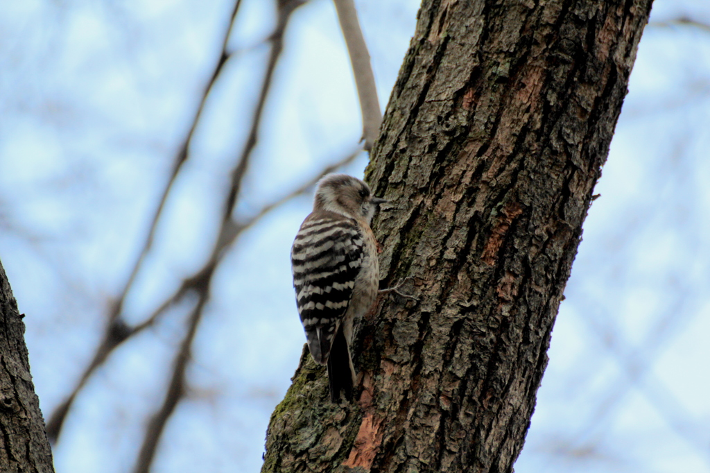 コーヒーキャラメルみっけ！！