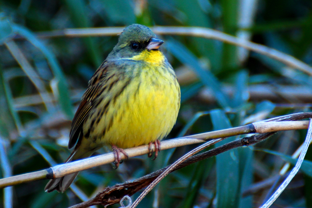 カメラ目線なカワラヒワ