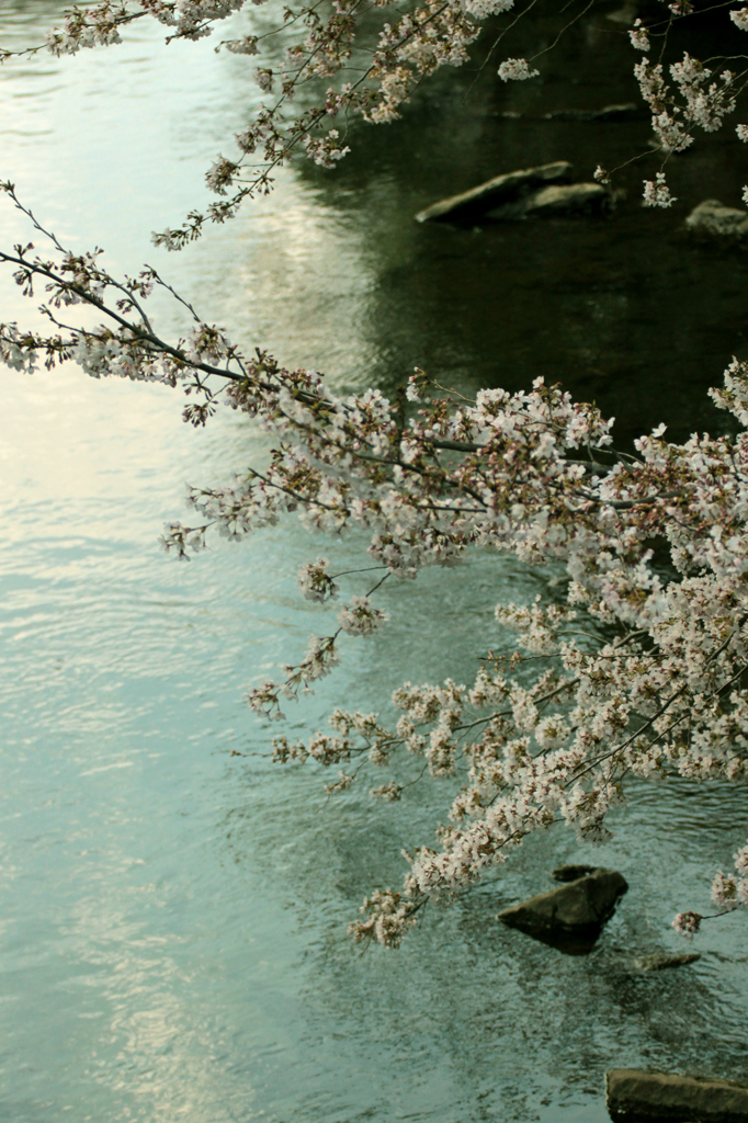 2012　桜　（へ）