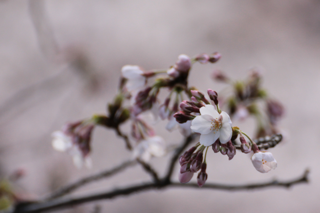 2012　桜　（は）