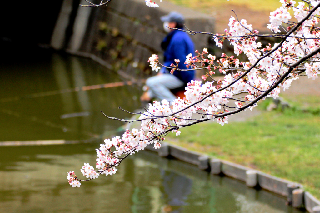 2012　桜　（か）