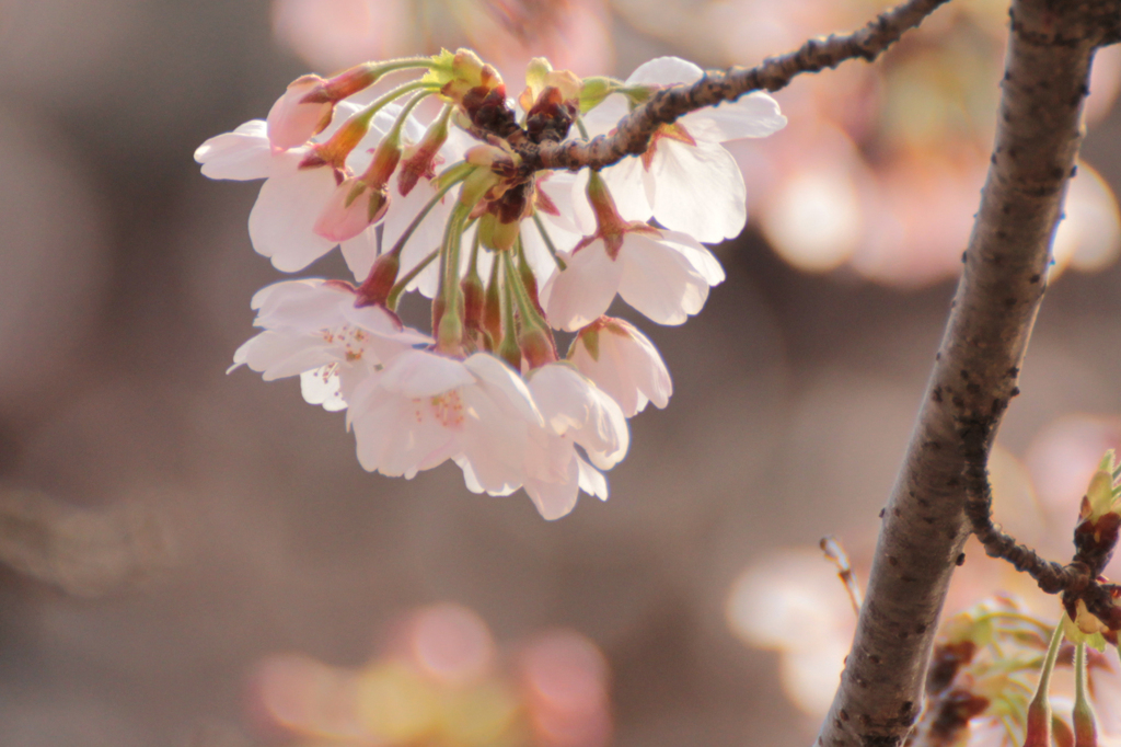 2012　桜　（に）