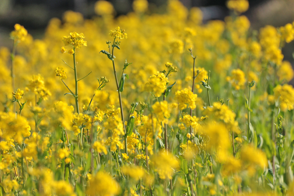 たんぼの菜の花