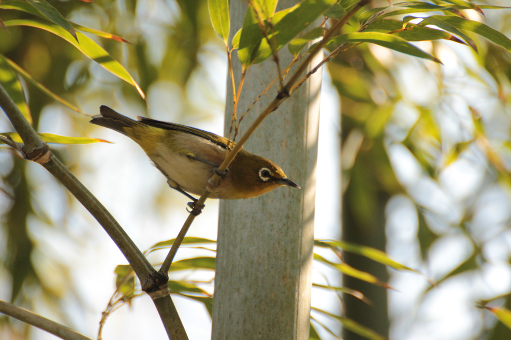 若竹にメジロ