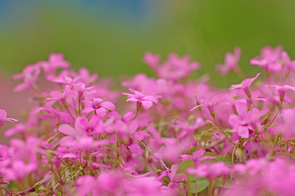 ムラサキカタバミ