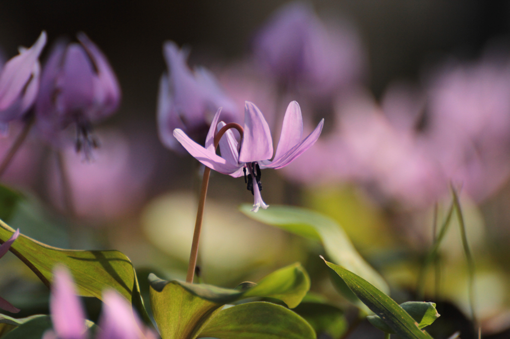 ランプシェード