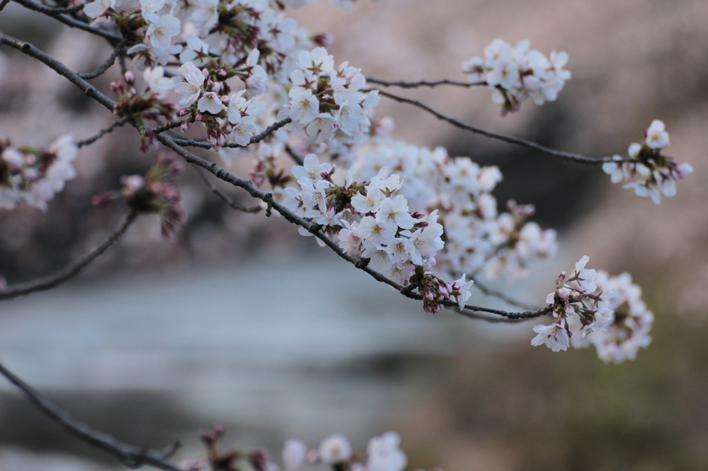 2012　桜　（ほ）
