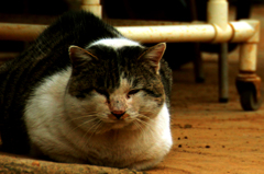 我が道な猫様