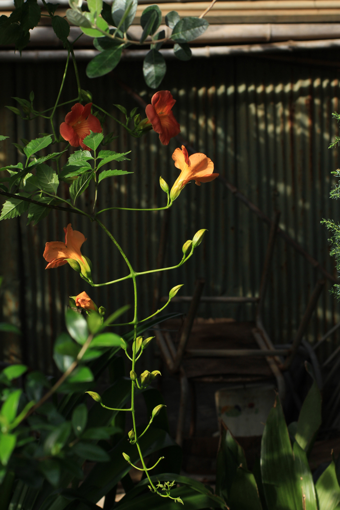 昼下がりののうぜんがずら