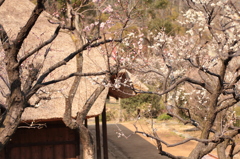 春