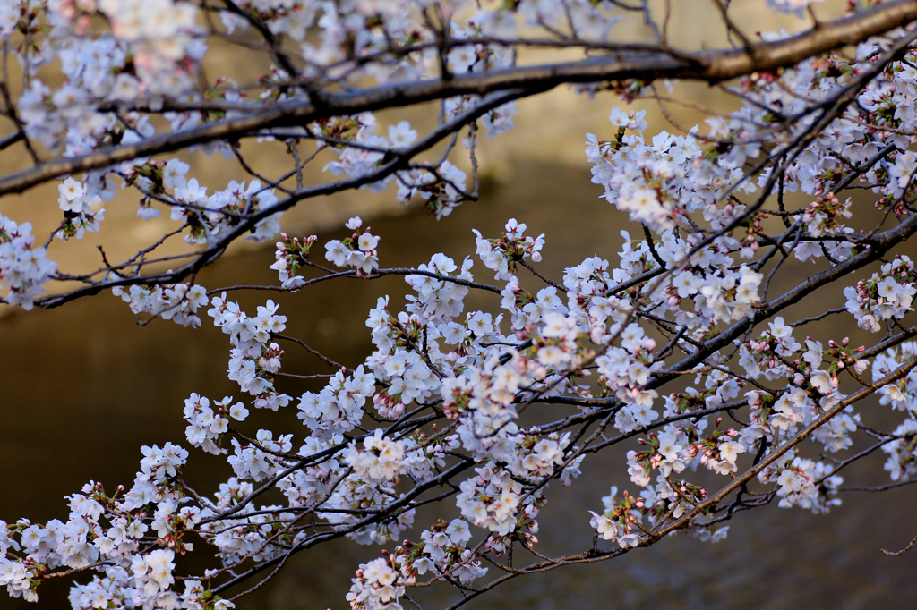 2012　桜　（り）