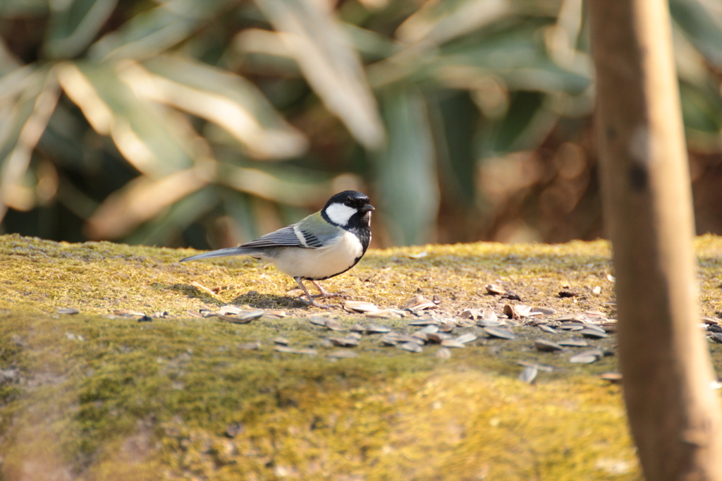 ごちそうを前に