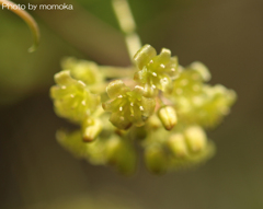 光る花？