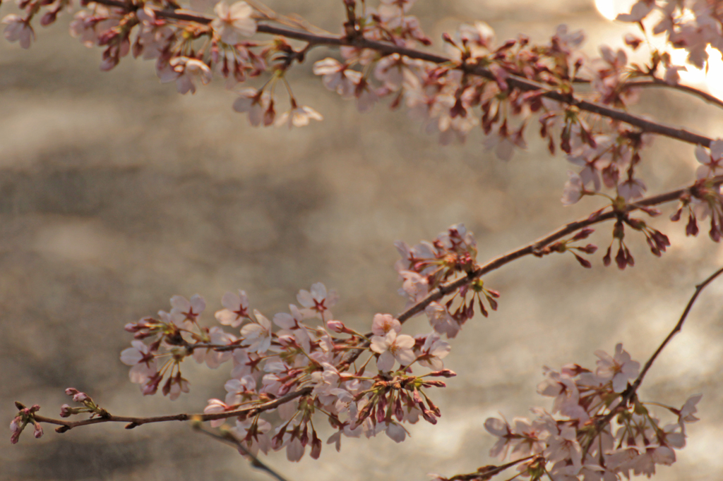 2012　桜　（と）