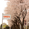 海軍道路の花吹雪