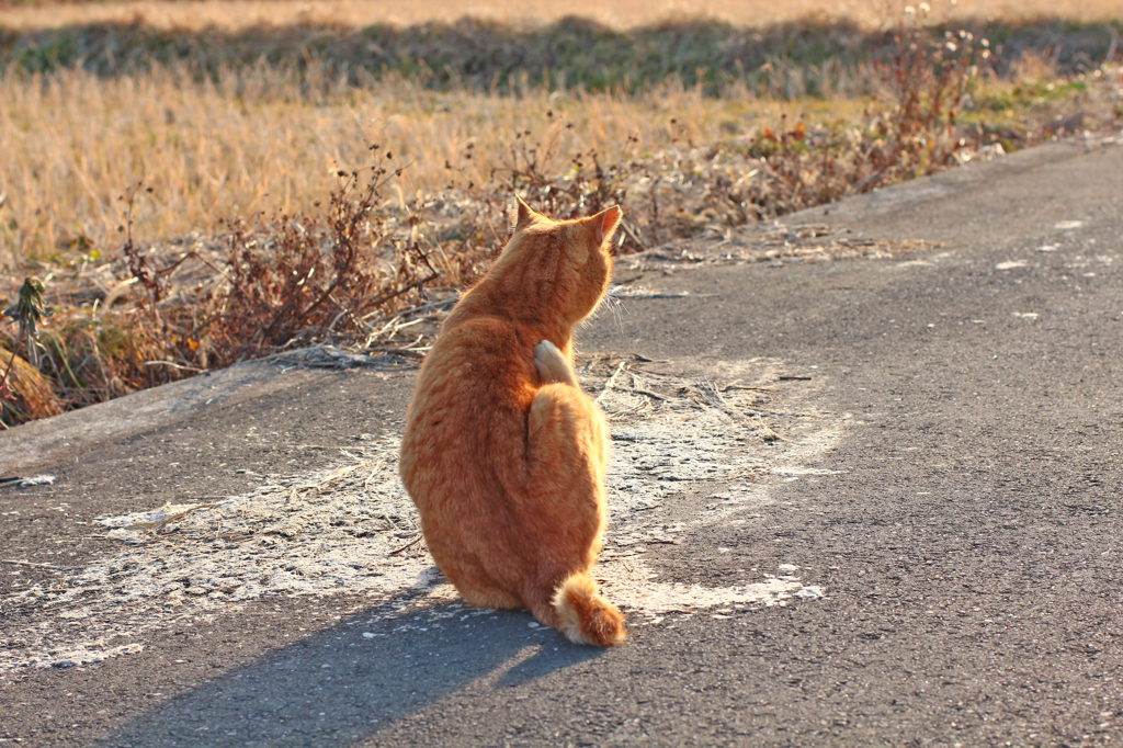 ポリポリ(^_^)＞