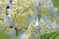 紫陽花