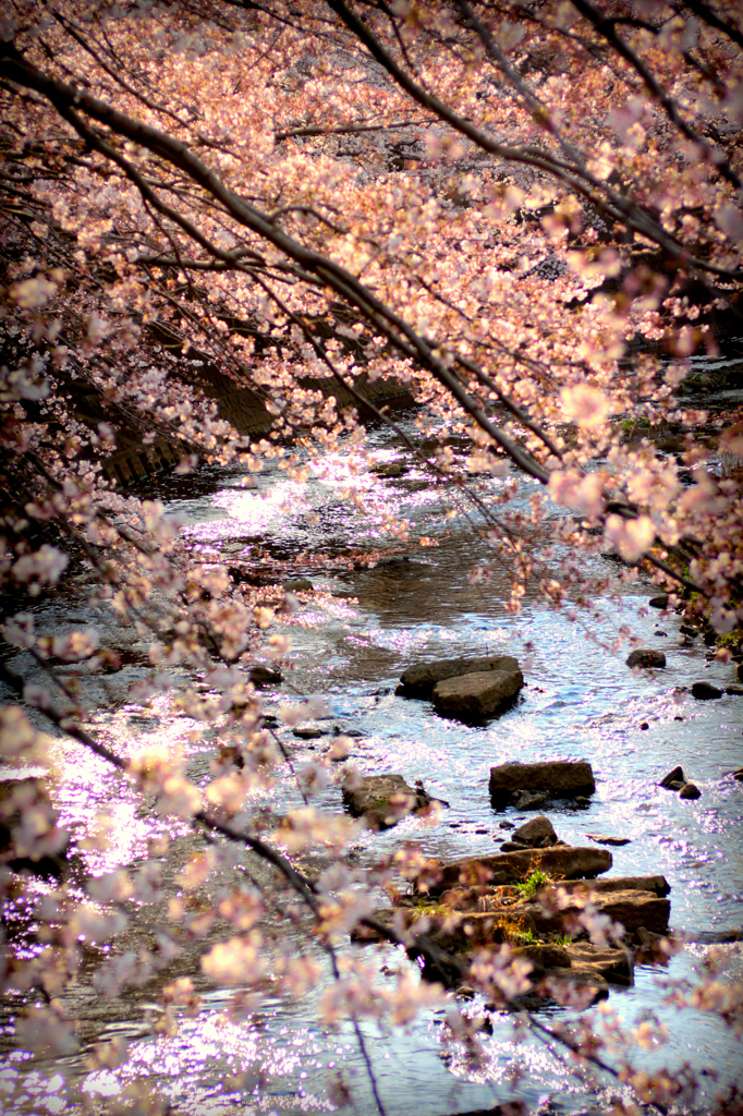 2012　桜　（わ）