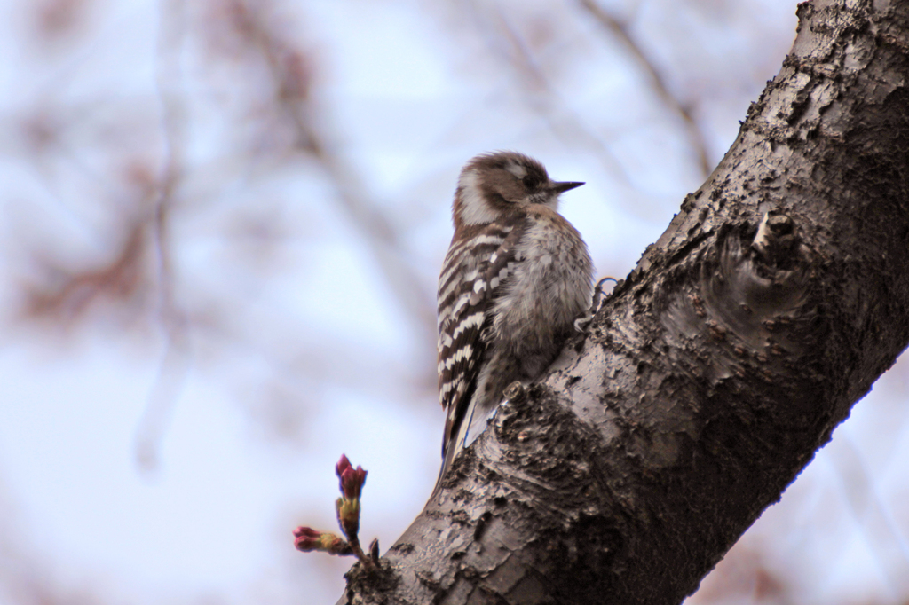 2012　桜　（そ）