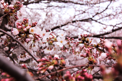 2012　桜　（た）