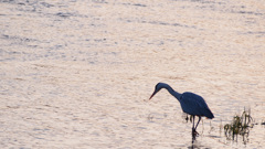 夕暮れに染まる鵜飼の川