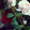 薔薇