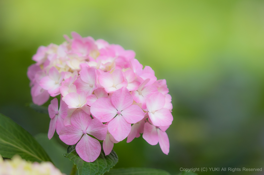 ひっそりと咲く紫陽花