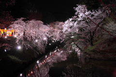 夜桜