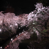 夜桜