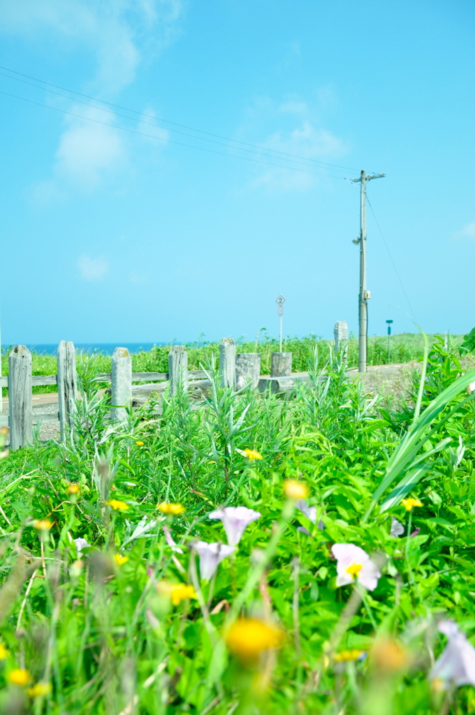 パステルの夏