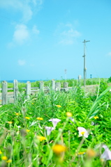 パステルの夏