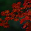 朱
