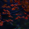映える紅