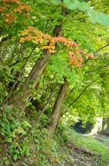 紅葉