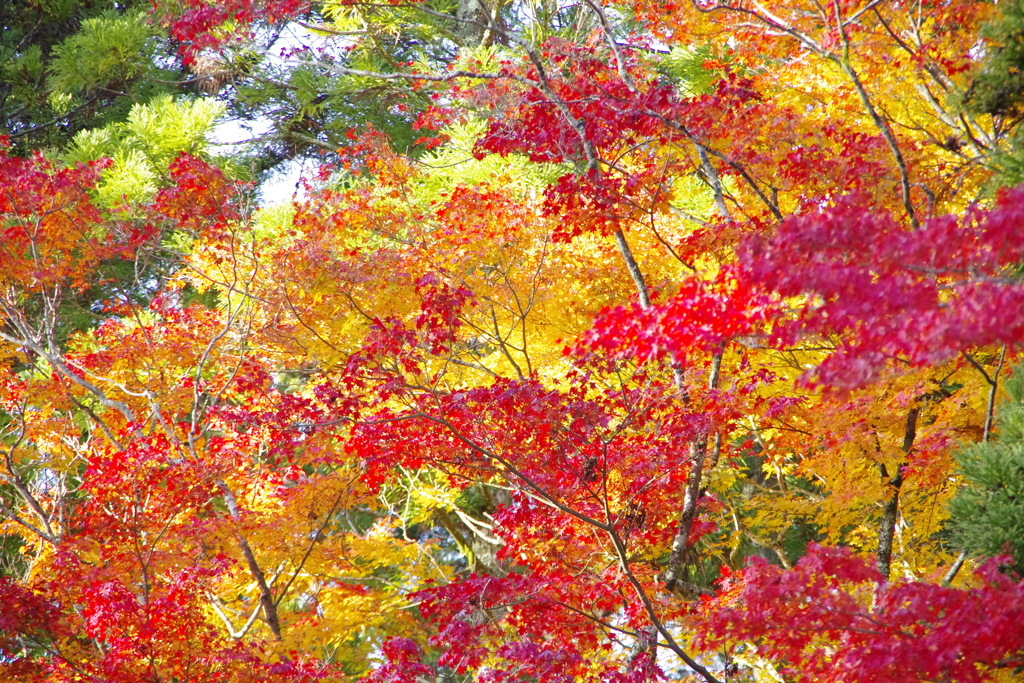 高野山の紅葉