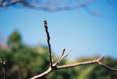 高知県立牧野植物園