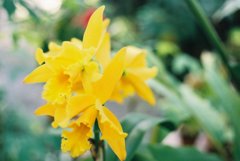 高知県立牧野植物園