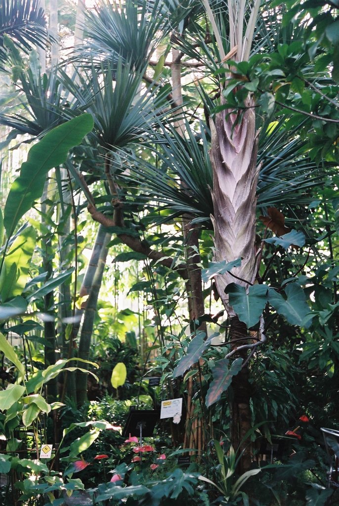 高知県立牧野植物園