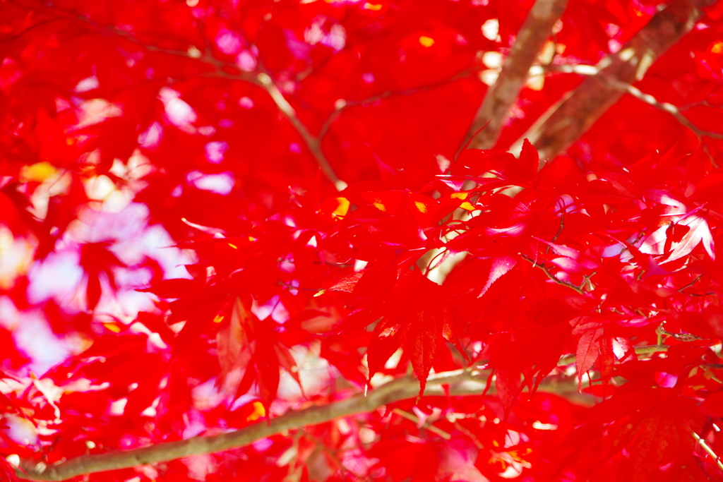 高野山の紅葉