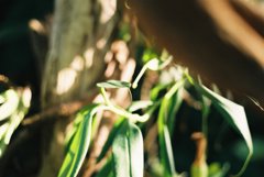 高知県立牧野植物園