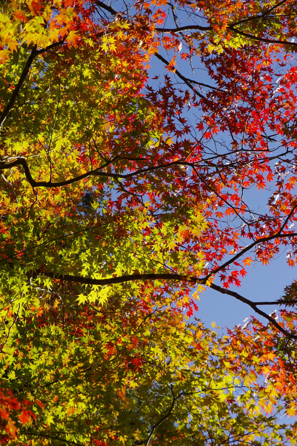 高野山の紅葉