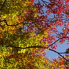 高野山の紅葉