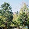 高知城④園児たちの③