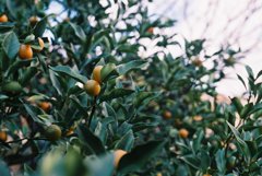 高知県立牧野植物園