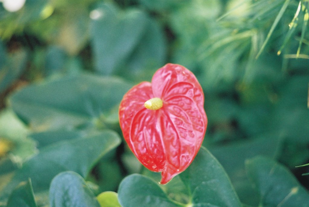 高知県立牧野植物園