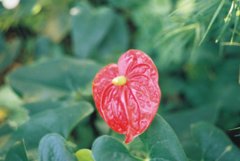 高知県立牧野植物園